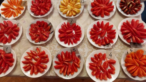 13 серпня 2021 року в Інституті овочівництва і баштанництва НААН відбулась дегустація помідорів (50 зразків) – за органолептичними показниками (смак, колір м’якуша, консистенція, соковитість, запах). 