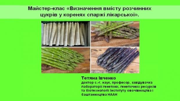 Майстер-клас «Визначення вмісту розчинних цукрів у коренях спаржі лікарської»