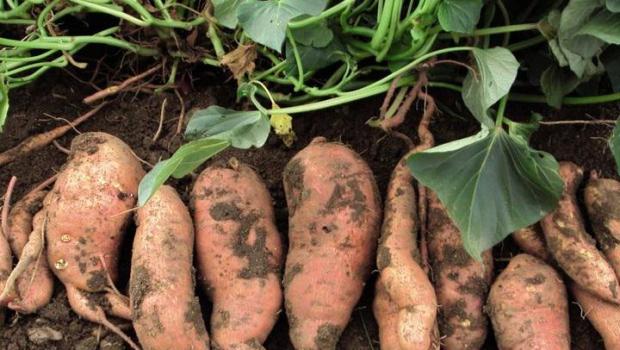 Приймання дослідів