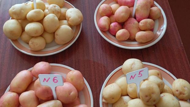 Засідання дегустаційної комісії