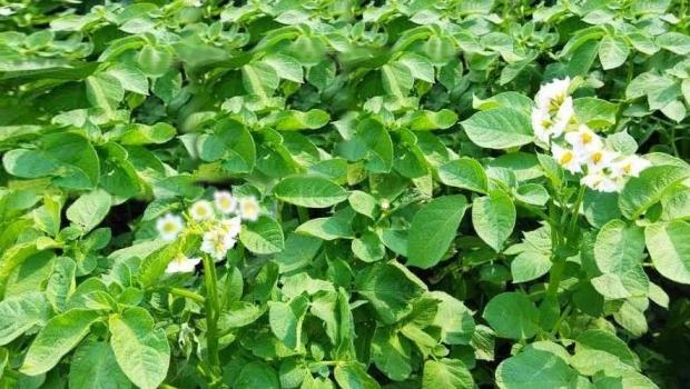 Joint work with the Institute of Potato Growing of the National Academy of Agrarian Sciences