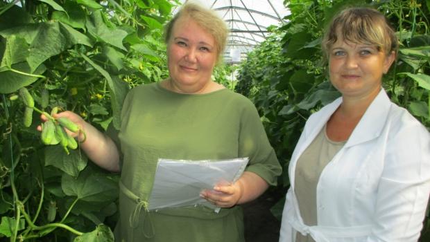 Приймання дослідів з селекції огірка для захищеного грунту