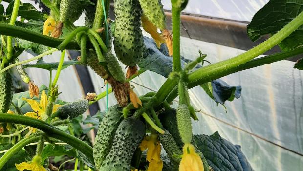 Acceptance of scientific experiments on breeding of cucumber
